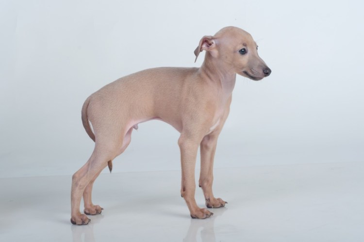 Сорокин и Левретка