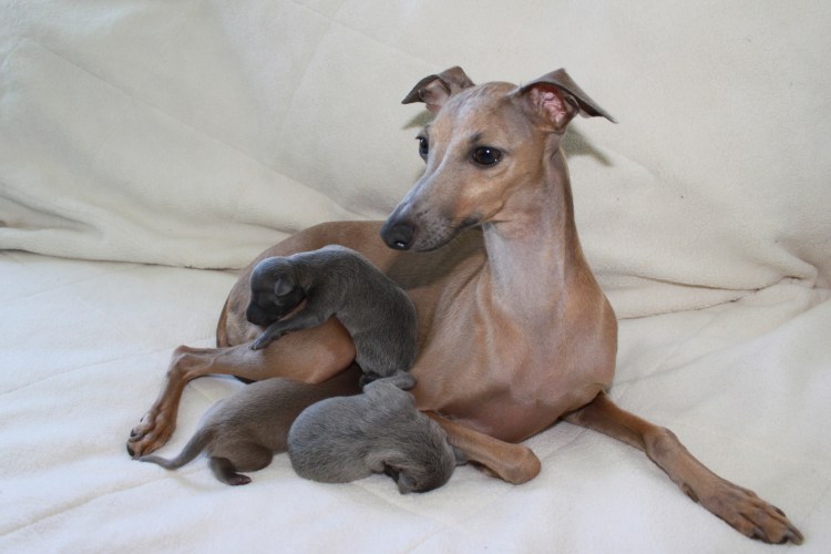 Левретка цвет Изабелла