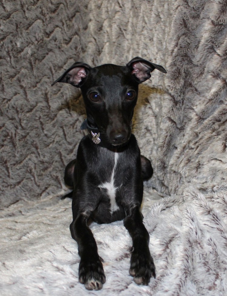 Метис левретки