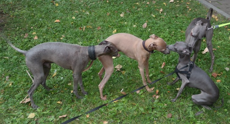 Пинчер Левретка