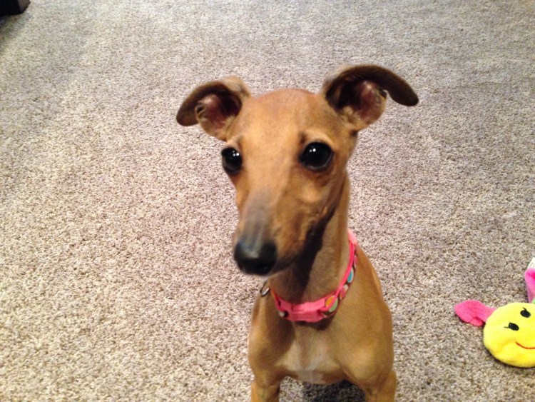 Левретка мини