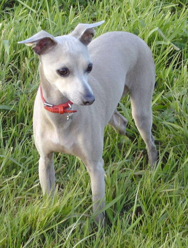 Левретка терьер