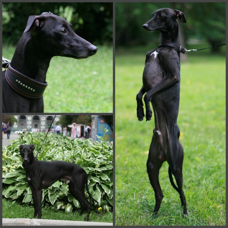 Метис левретки