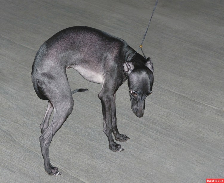 Левретка на выставке