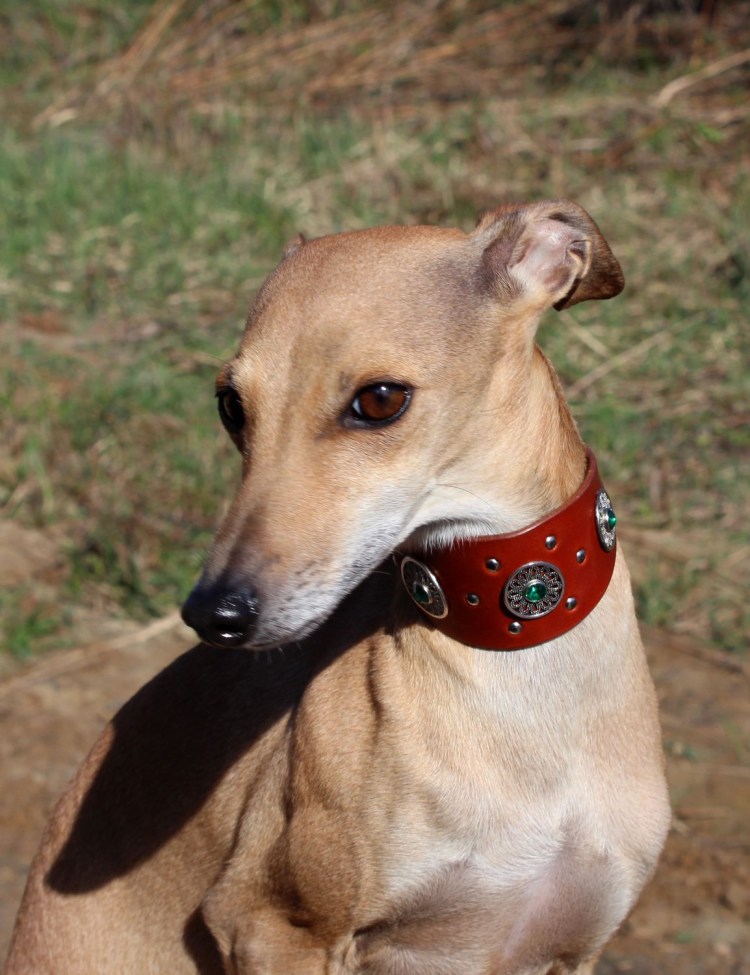 Уиппет и Левретка