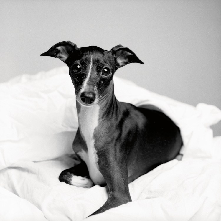 Древнеегипетская Левретка