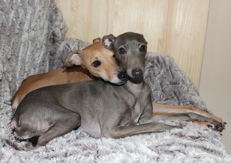 Italian Greyhound Puppies