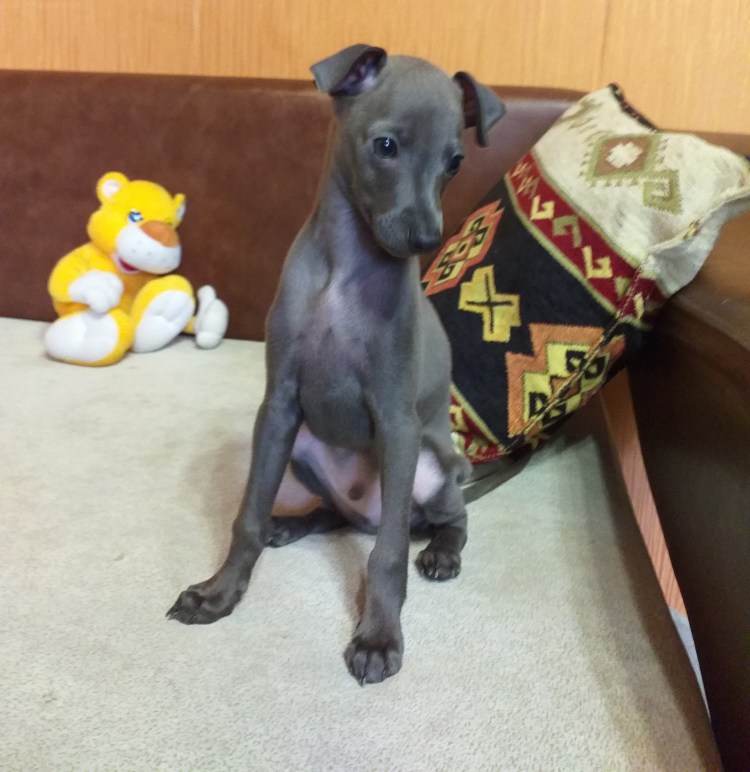 Шоколадная Левретка