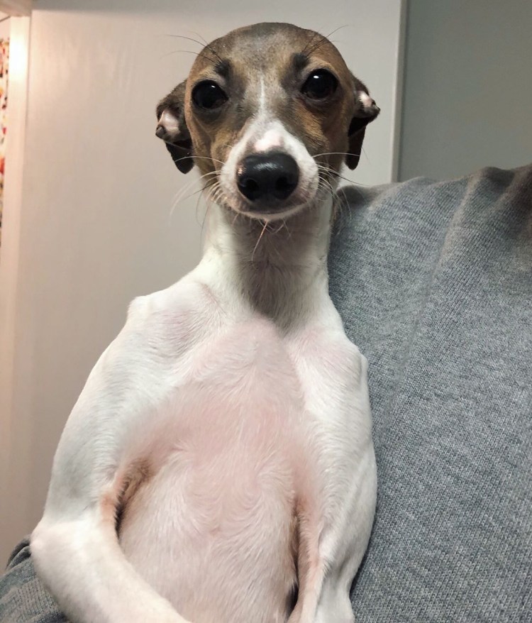 Уиппет помесь