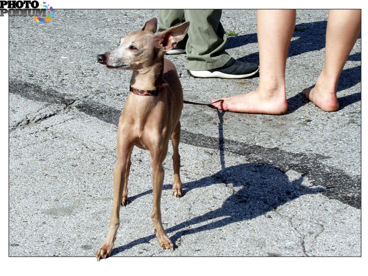 Левретка порода собак чихуахуа