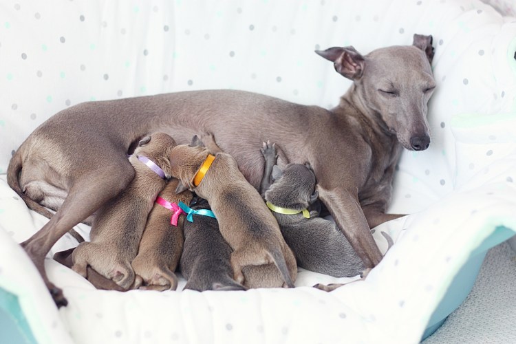 Левретка Сережа