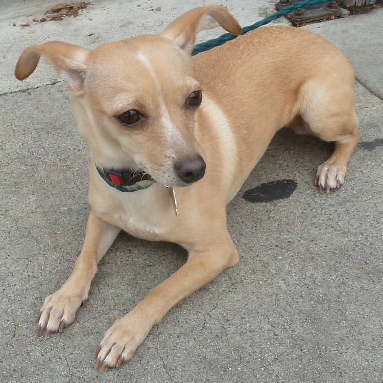 Левретка и чихуахуа