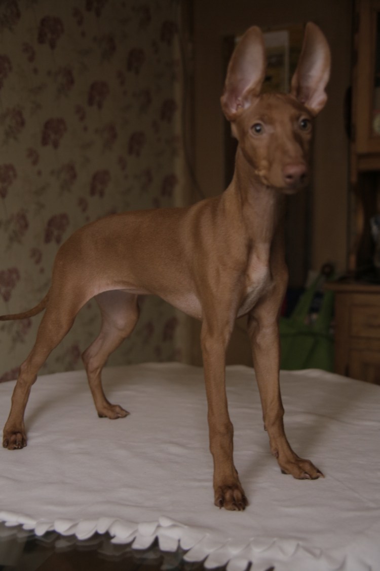 Карликовый пинчер Левретка