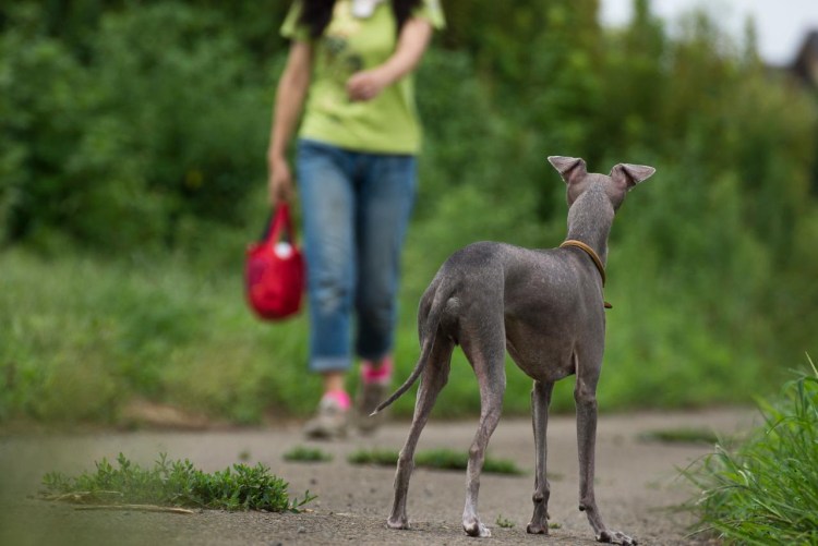 Левретка Елизаветы 2