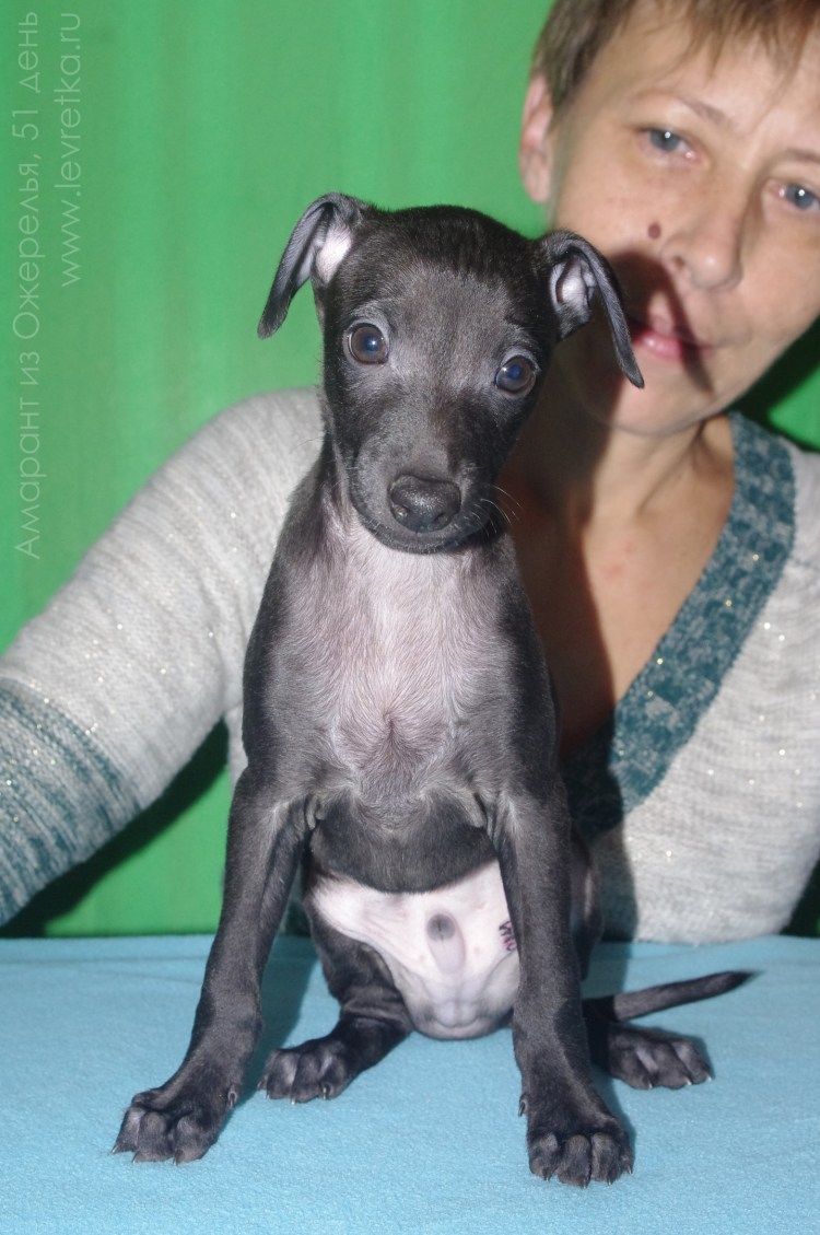 Левретка черная щенки
