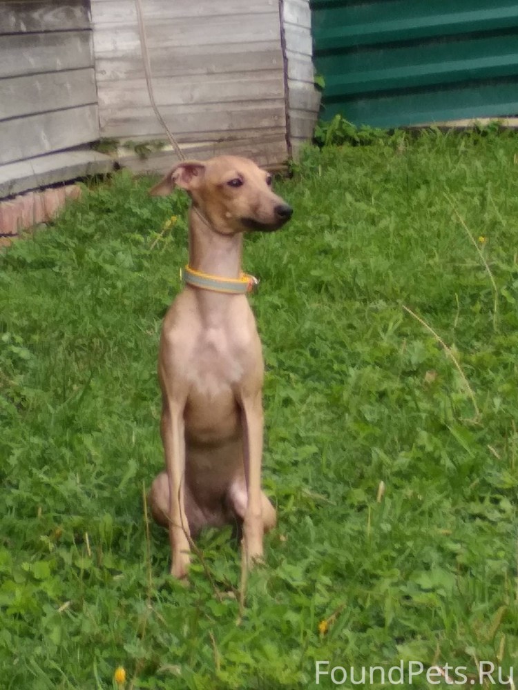 Собака кизару Левретка