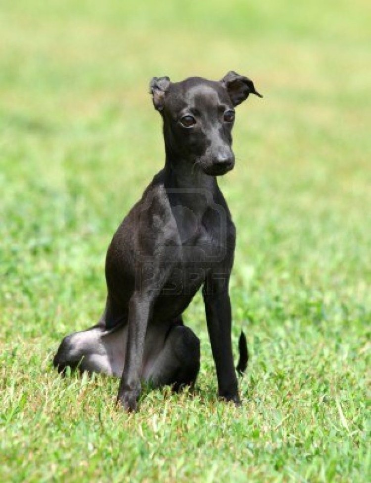 Левретка черная