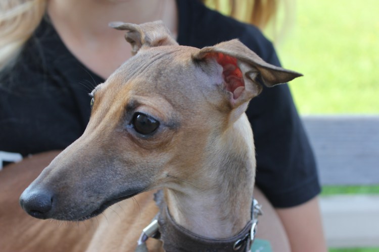 Левретка морда