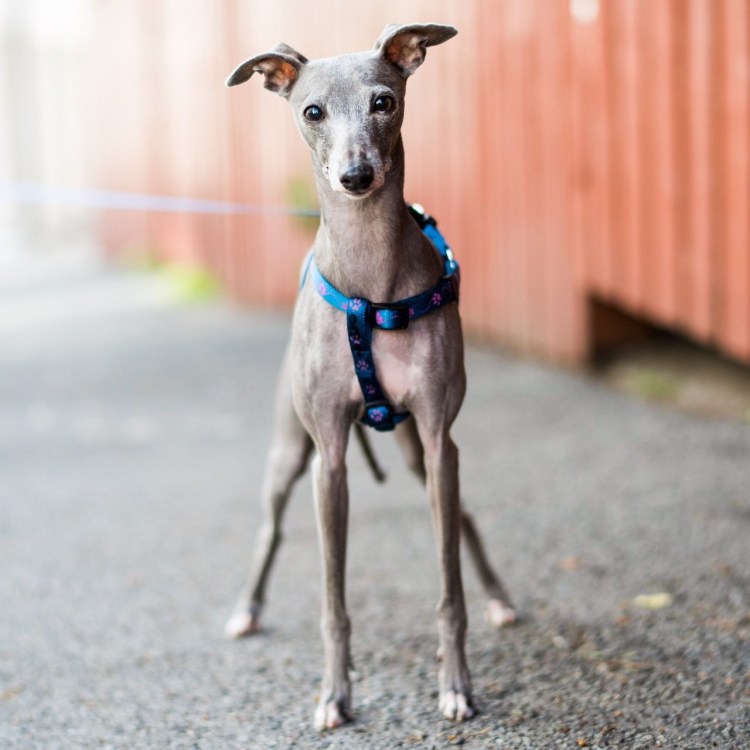 Левретка карликовая