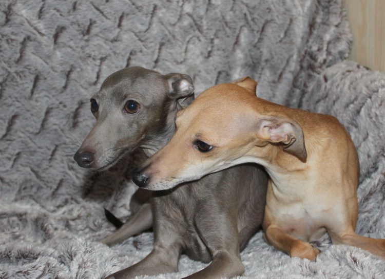 Левретка и чихуахуа