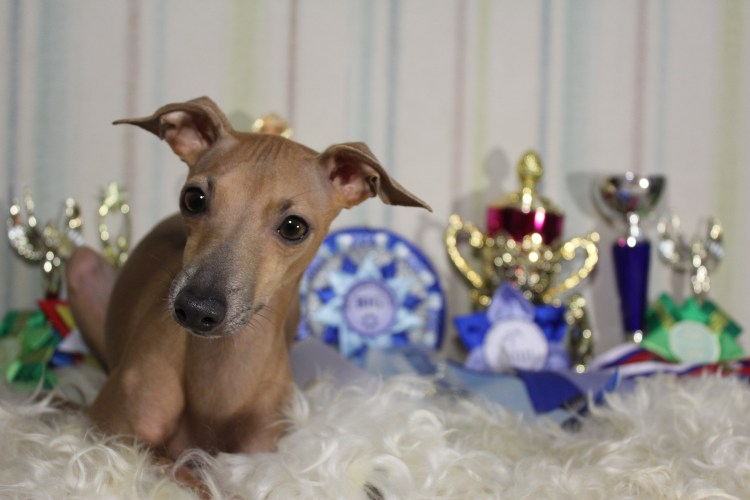 Малая итальянская борзая питомник