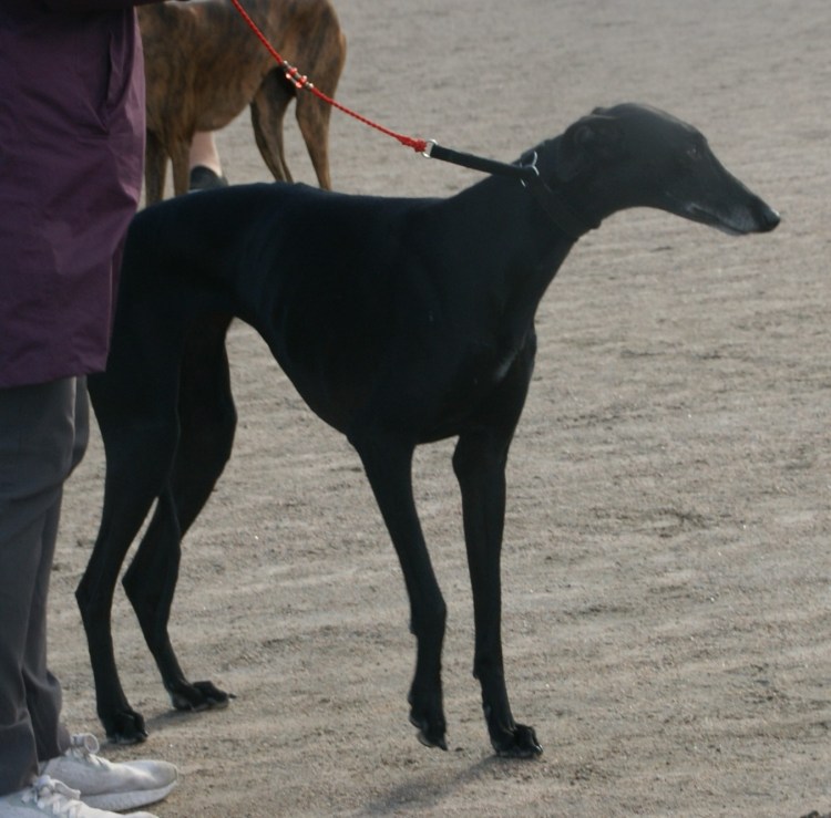 Грейхаунд терьер черный
