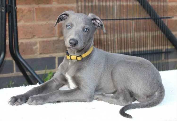 Уиппет голубой окрас