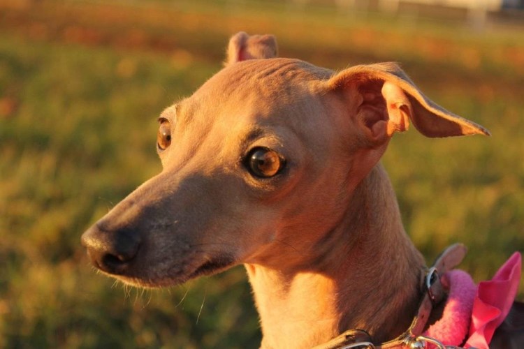 Левретка собака