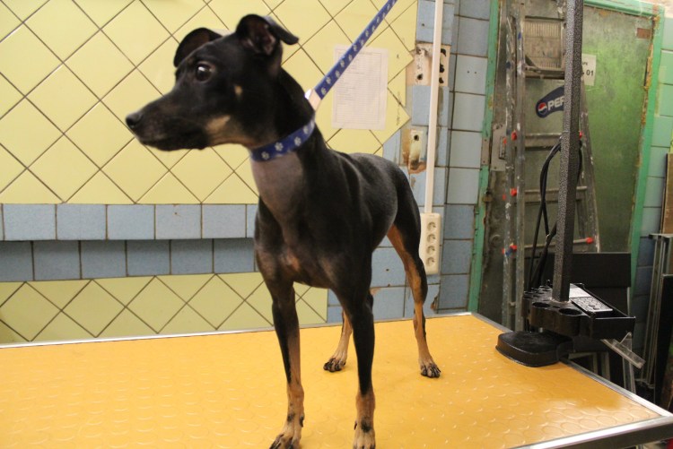 Щенок метис левретки