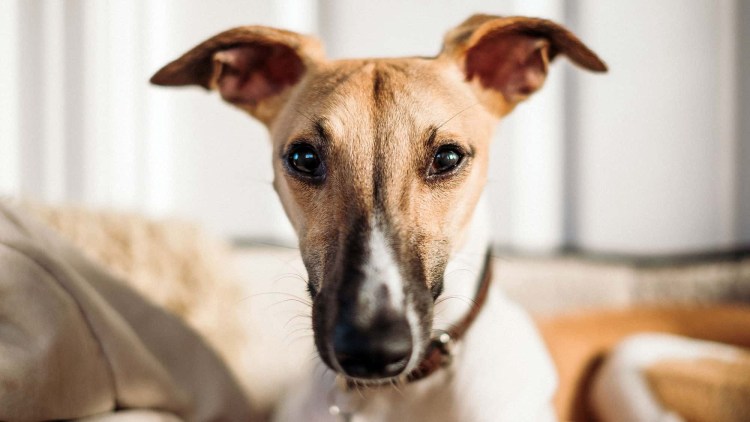 Левретка терьер