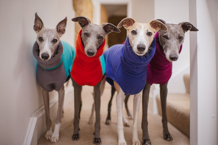 Уиппет в одежде