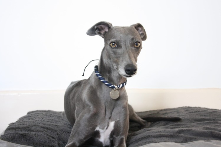 Уиппет лёрчер