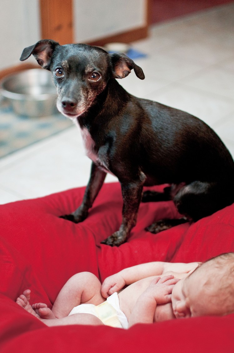 Левретка порода собак чихуахуа