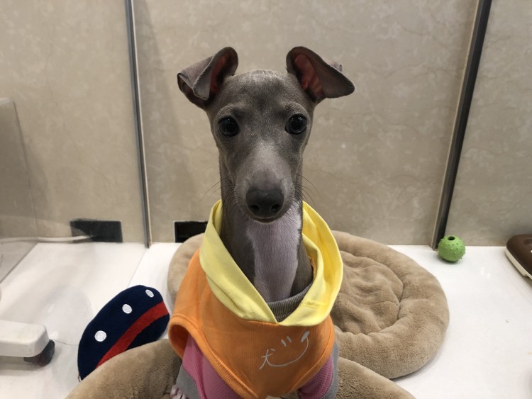 Левретка смешная