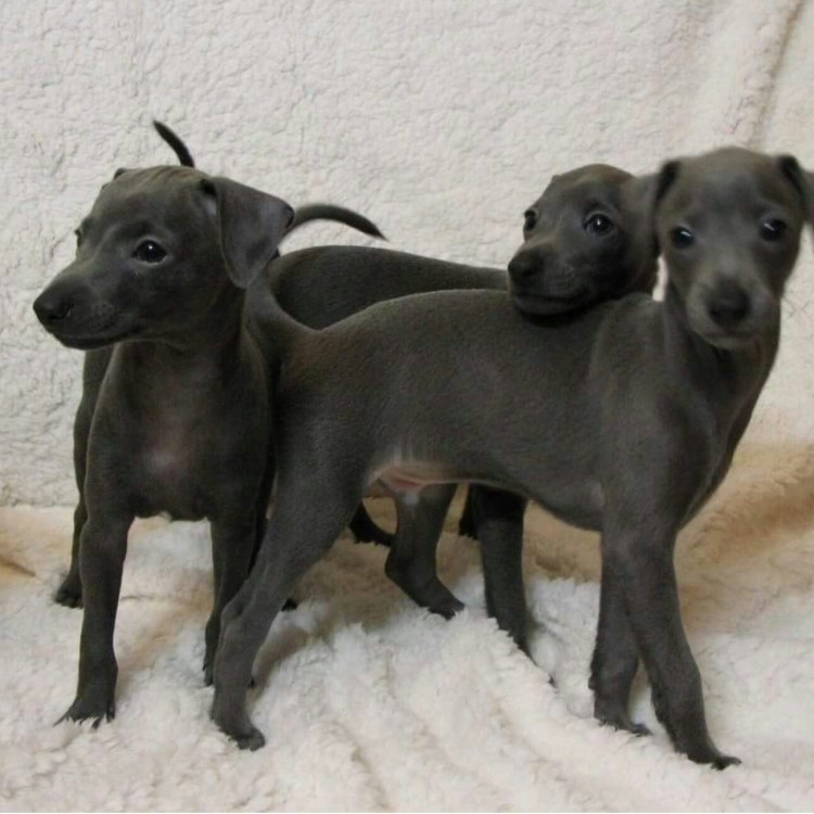 Левретка черная щенки