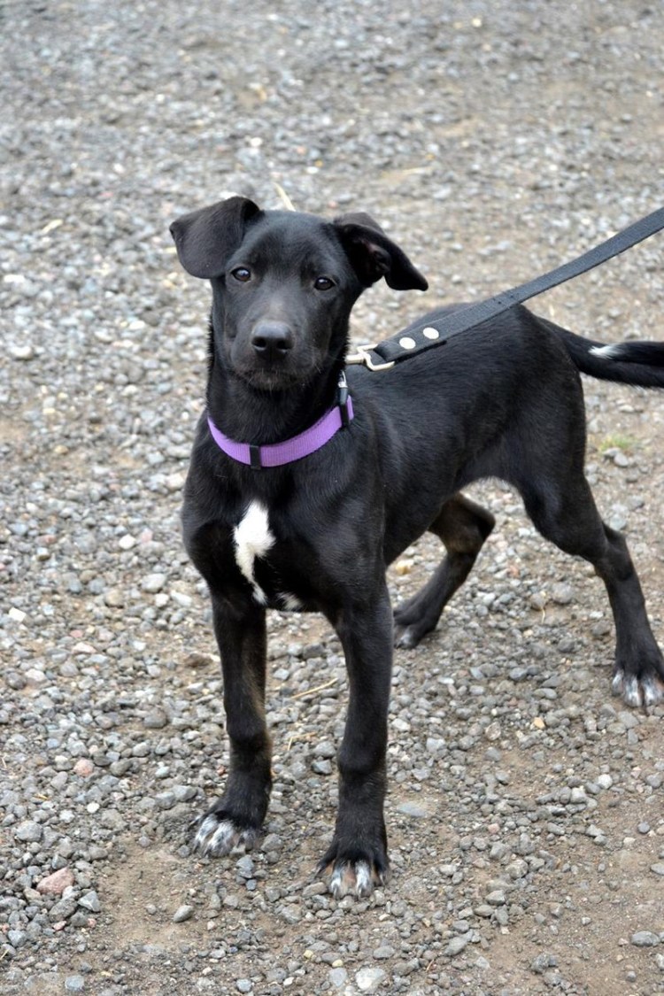 Метис левретки и лабрадора