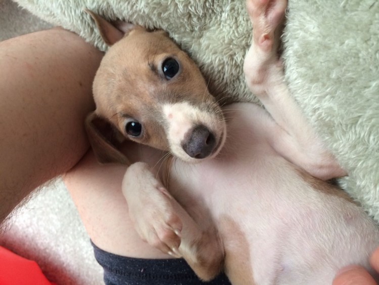 Левретка 4 месяца