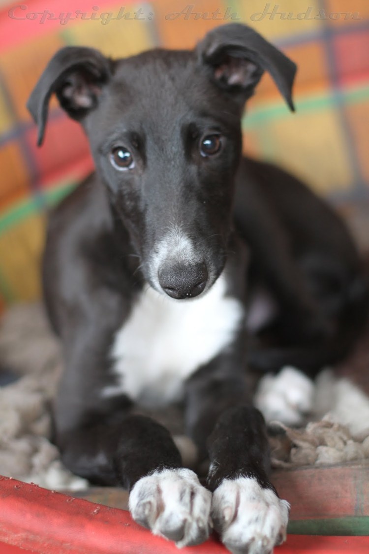 Уиппет черный метис