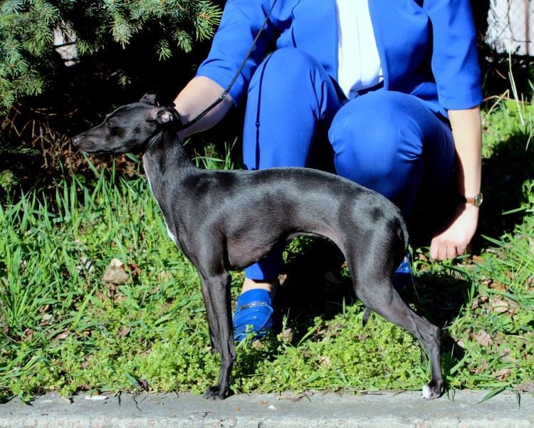 Итальянская Левретка черная