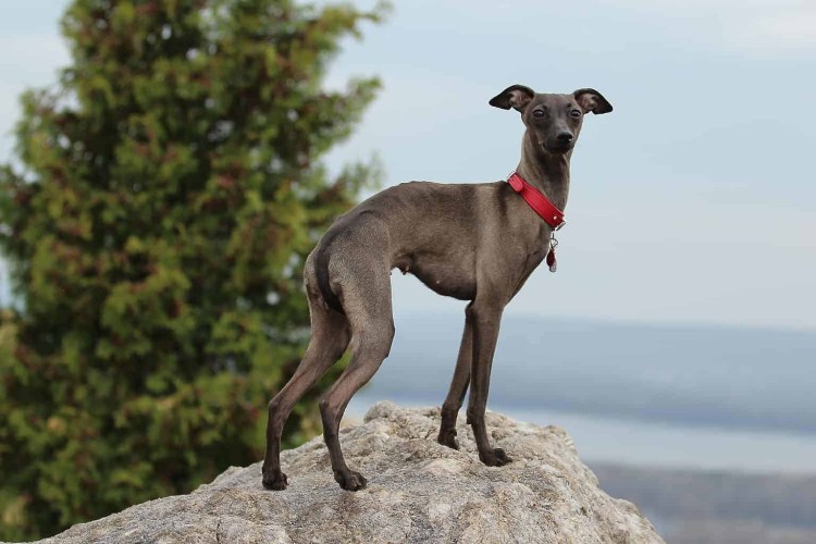 Левретка плюсы и минусы