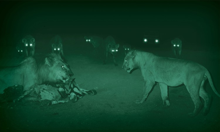 Ночная съемка животных