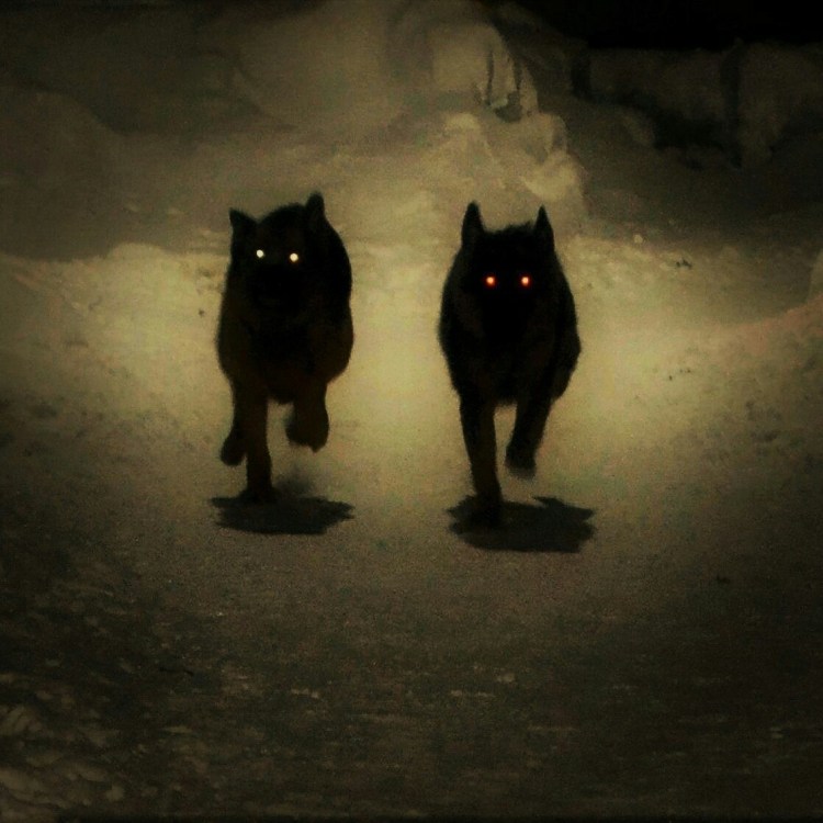 Собака со светящимися глазами