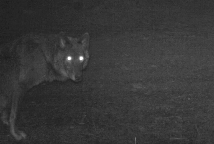 Глаза волка в темноте