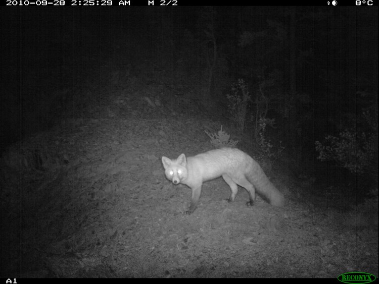 Ночная съемка животных