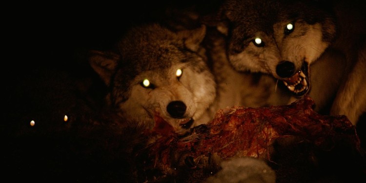 Волчьи глаза в темноте