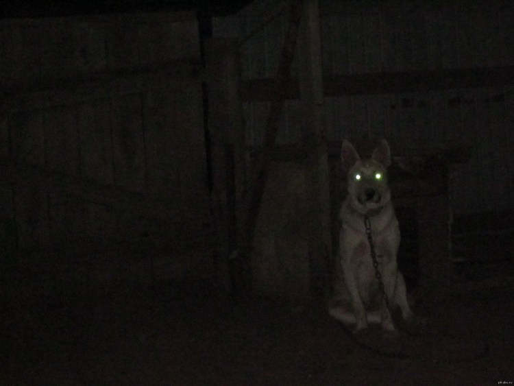 Собака в темноте