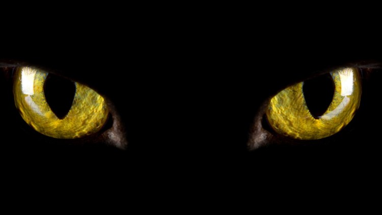 Желтые глаза в темноте