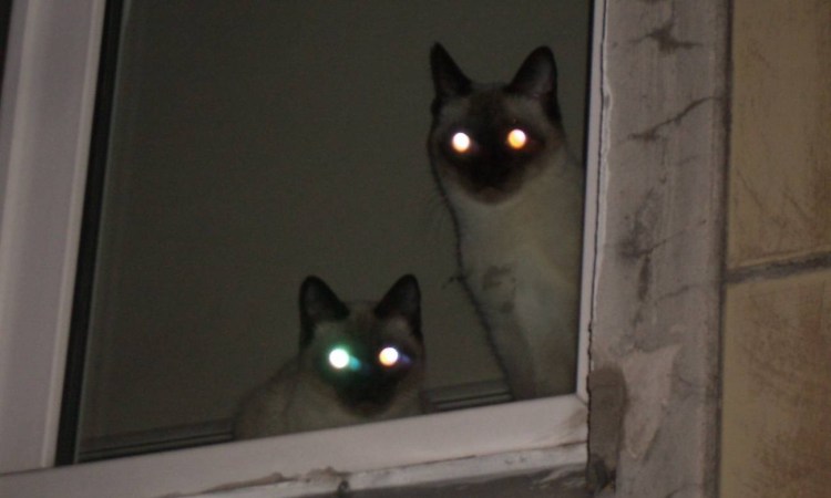 Кот со светящимися глазами