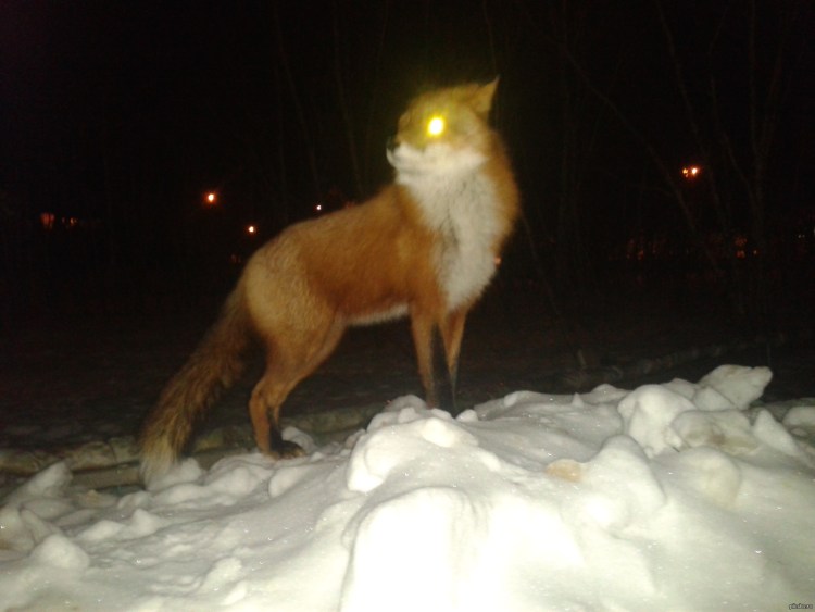 Лисы ночью