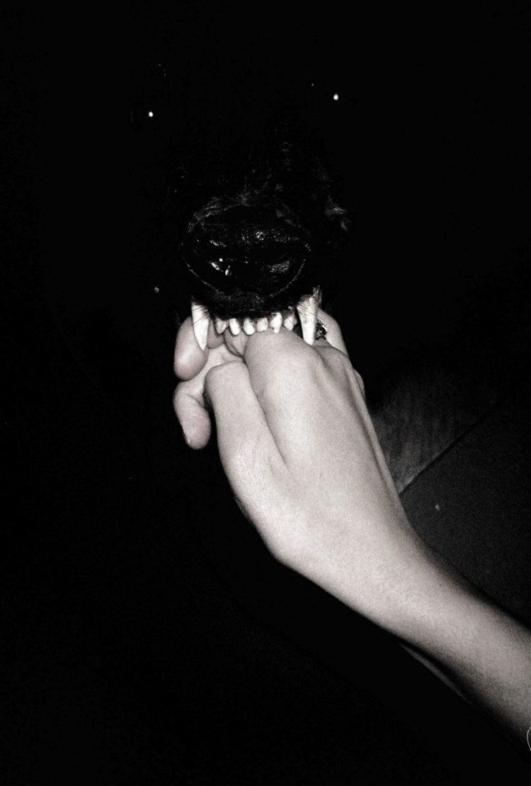 Собака в темноте